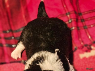 Chihuahua dogs Freddie - Ad 38