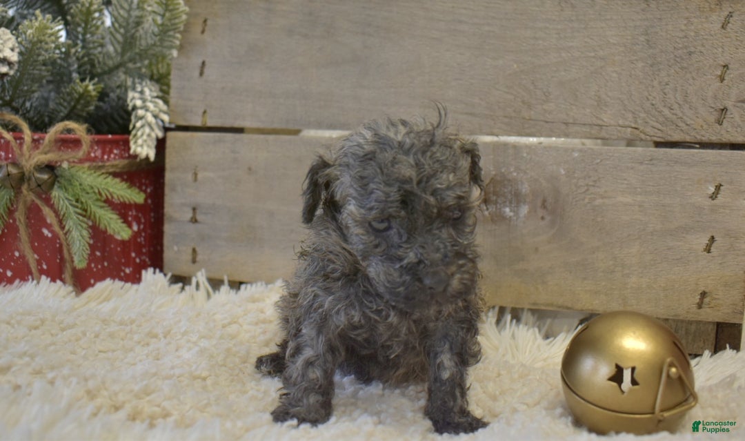 Toy Poodle dogs for sale: kent - Ad 5