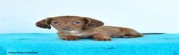 Miniature Dachshund dogs for sale: Clover - Ad 1