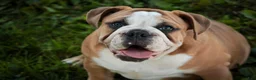 English Bulldog dogs for sale: Dream English Bulldog leash trained and crate training in progress - Ad 3
