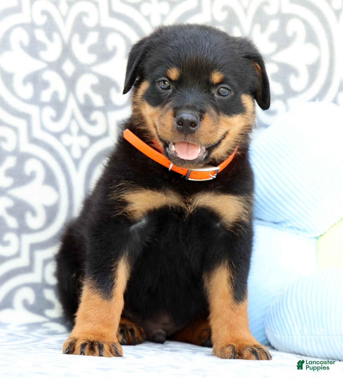 Rottweiler dogs Tango - Ad 2
