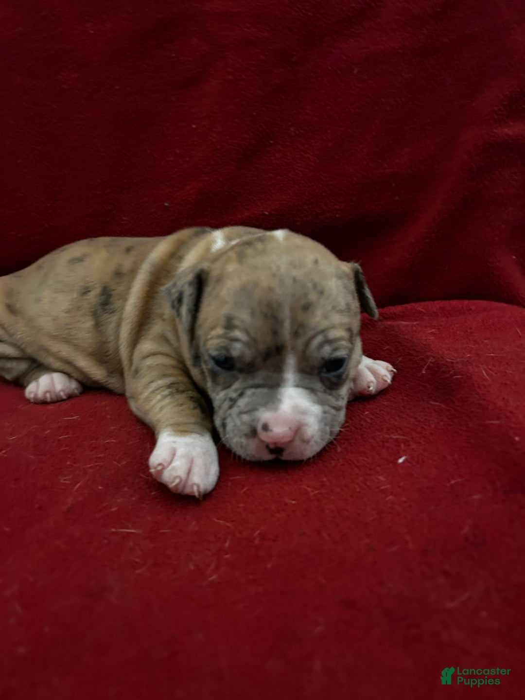 American Bully dogs for sale: American Bully Puppy 4 - Ad 6