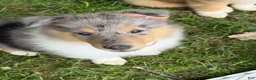 Collie dogs for sale: STARS & STRIPES will always Snuggle & Smile!  - AKC COLLIE PUP - Ad 2