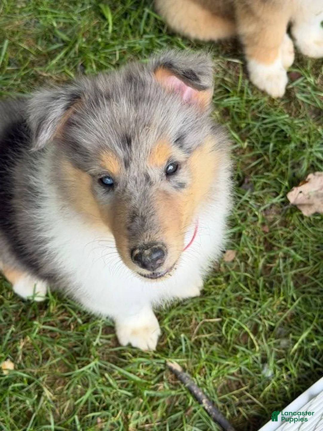 Collie dogs for sale: STARS & STRIPES will always Snuggle & Smile!  - AKC COLLIE PUP - Ad 2