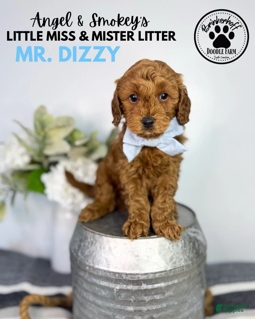 Mini Goldendoodle dogs for sale: Mr. Dizzy - Ad 1