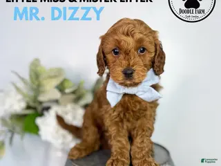 Mini Goldendoodle dogs for sale: Mr. Dizzy - Ad 2