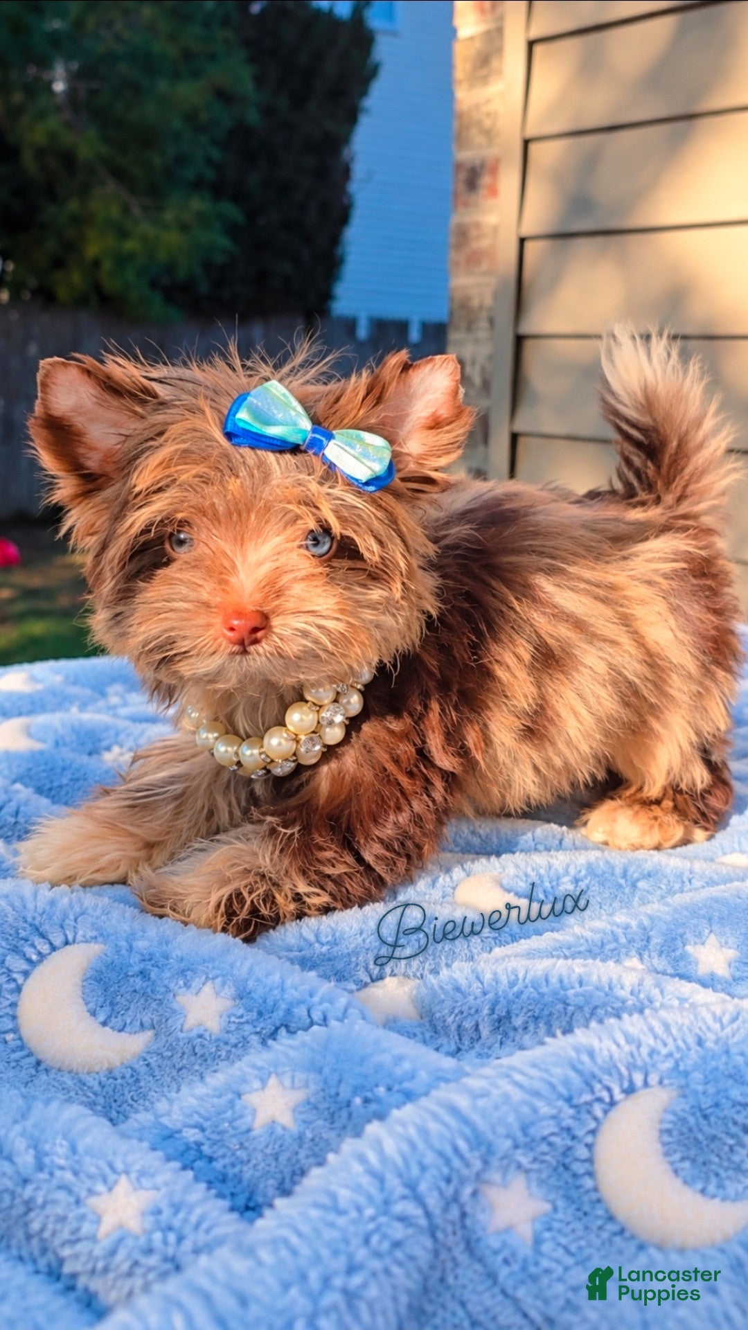 Yorkshire Terrier dogs Princes Luna by Biewerlux  - Ad 11