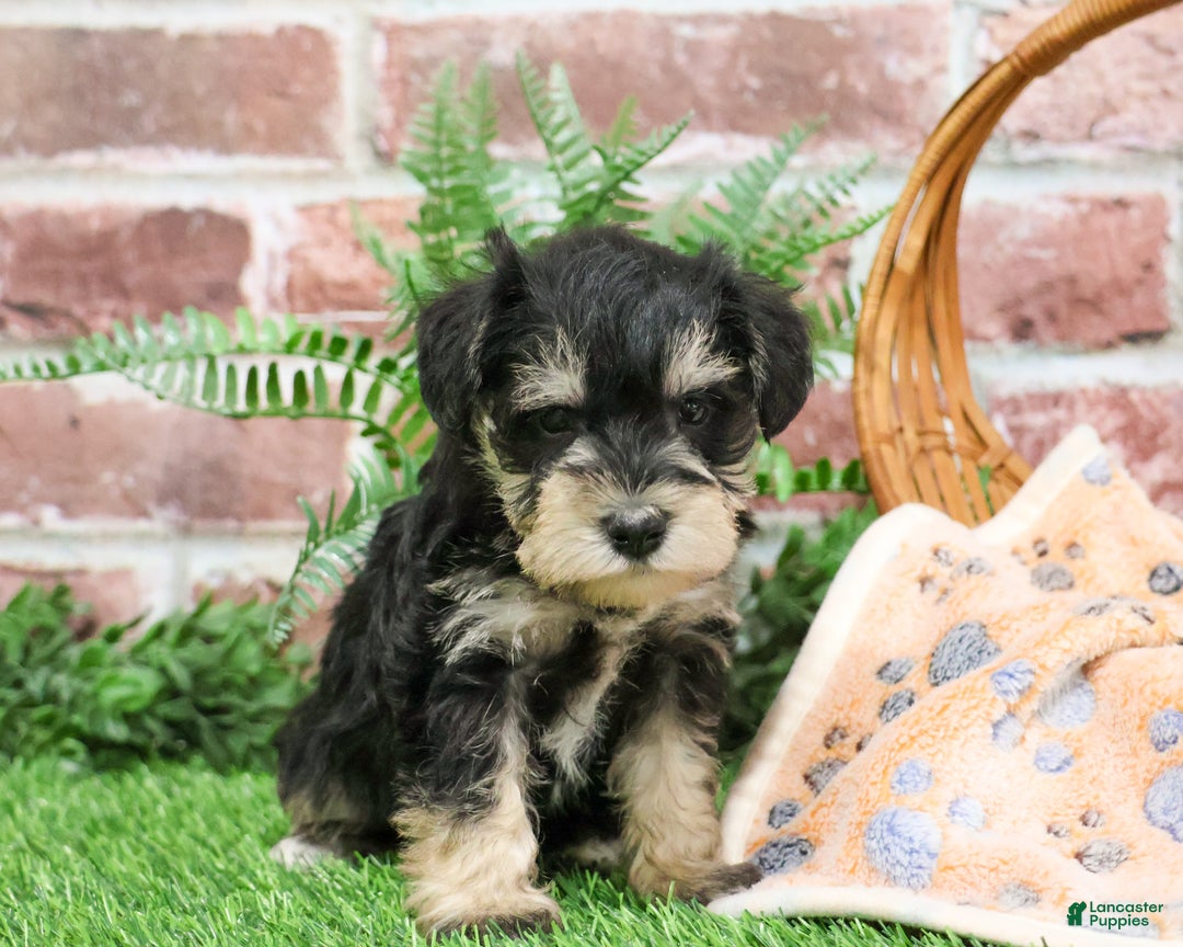 Miniature Schnauzer dogs for sale: Gus - Ad 3