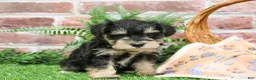 Miniature Schnauzer dogs for sale: Gus - Ad 9