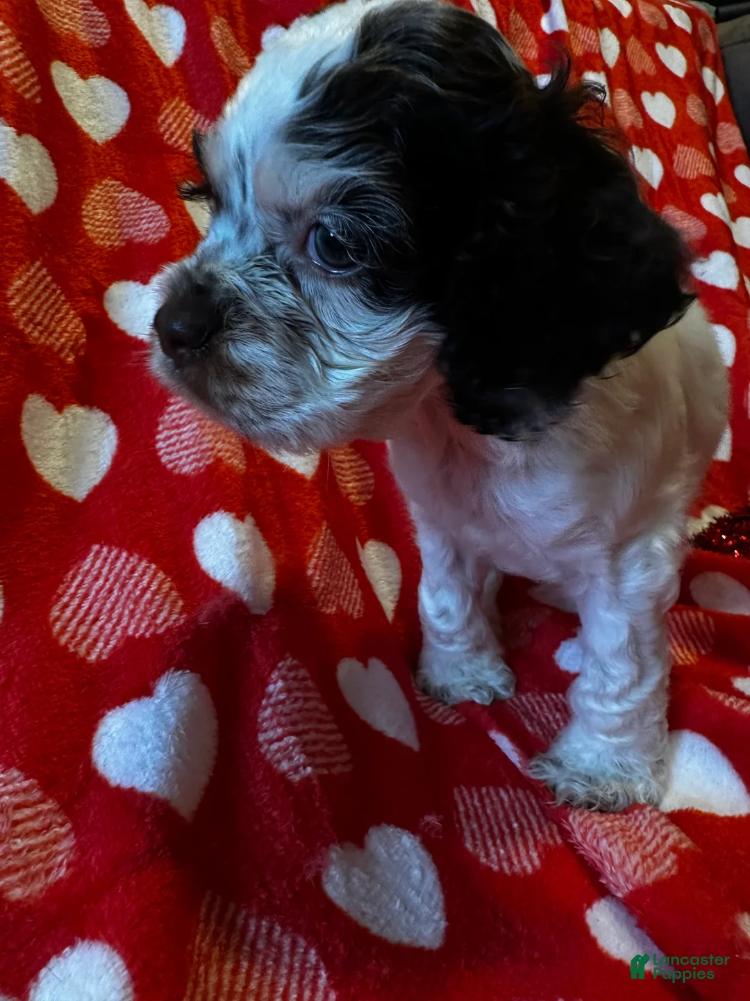 Cocker Spaniel dogs for sale: Baby Girl  - Ad 4