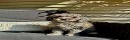 Mini Goldendoodle dogs for sale: Blue - F1B mini Golden Doodle (blue merle) - Ad 4