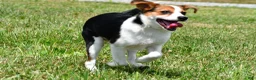 Mixed Breed dogs for sale: Willow - Ad 4
