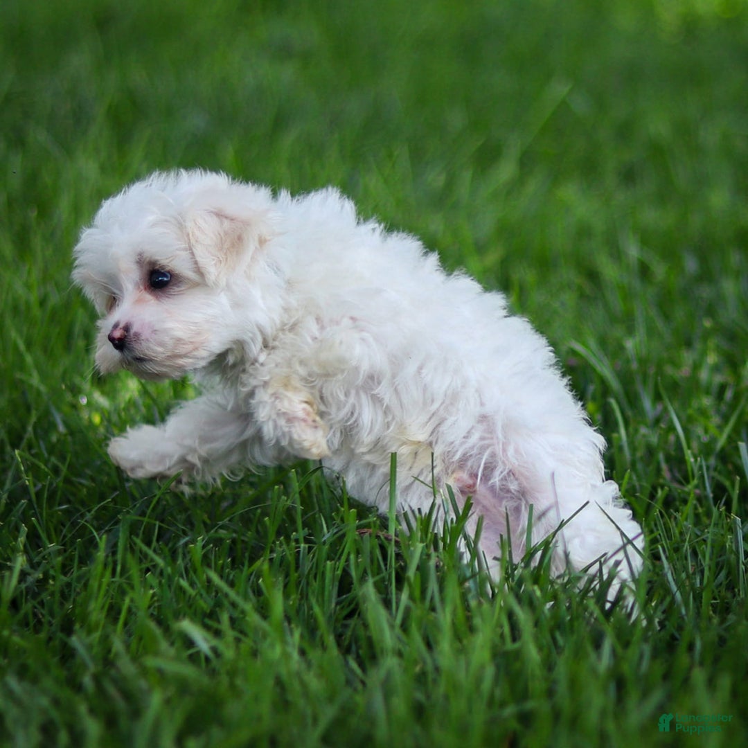 Maltese dogs for sale: Reign - Ad 13