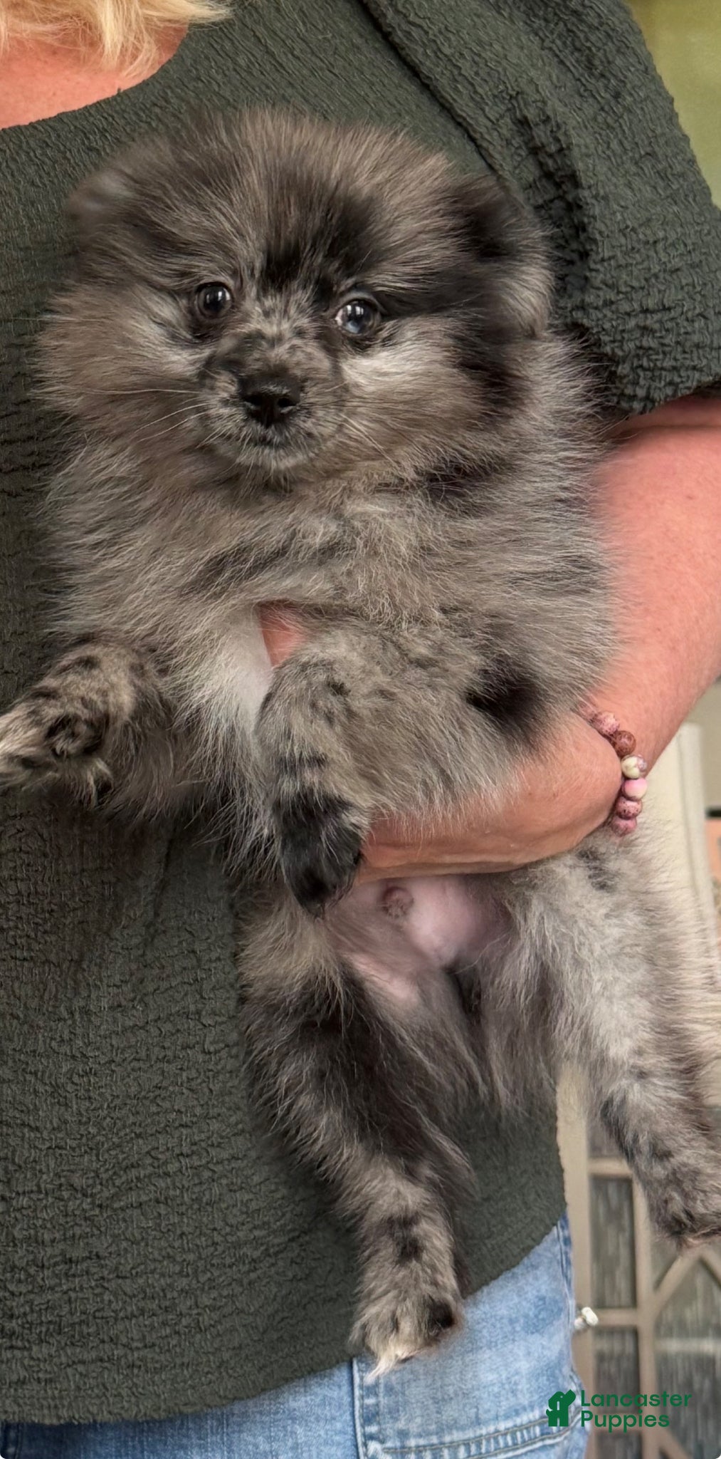 Pomeranian dogs Conway ( Twitty )  - Ad 1