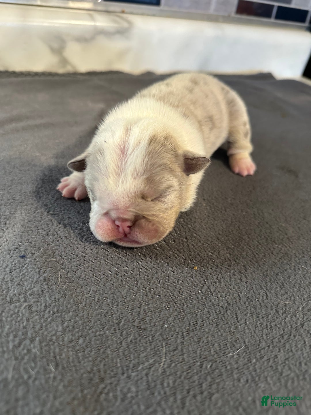 English Bulldog dogs for sale: Lilac and White Male - Ad 13