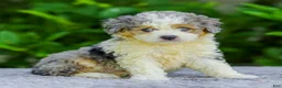 Mini Aussiedoodle dogs for sale: Winston - Ad 4