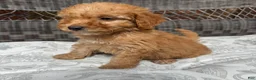 Miniature Poodle dogs for sale: 1 Chucky - Ad 10