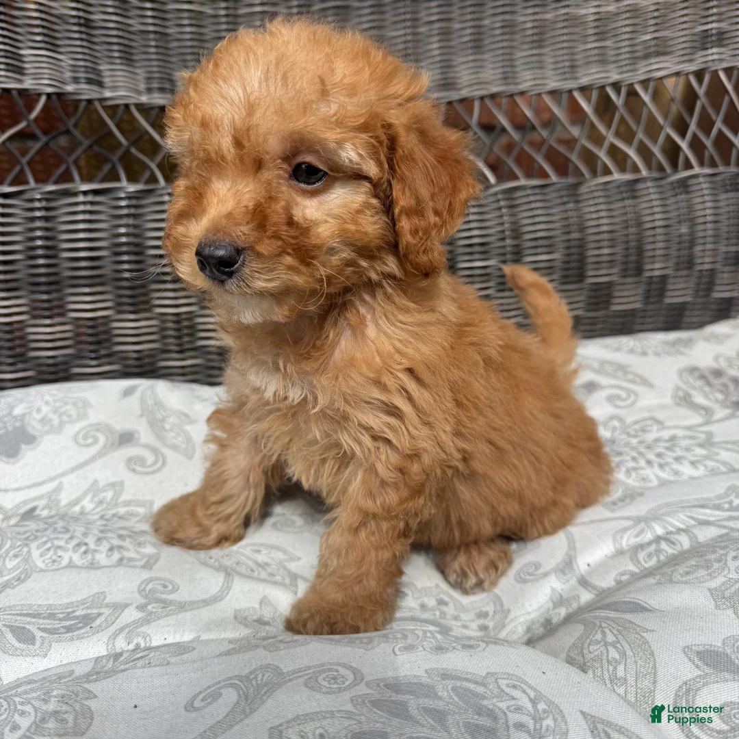 Miniature Poodle dogs for sale: 1 Chucky - Ad 10