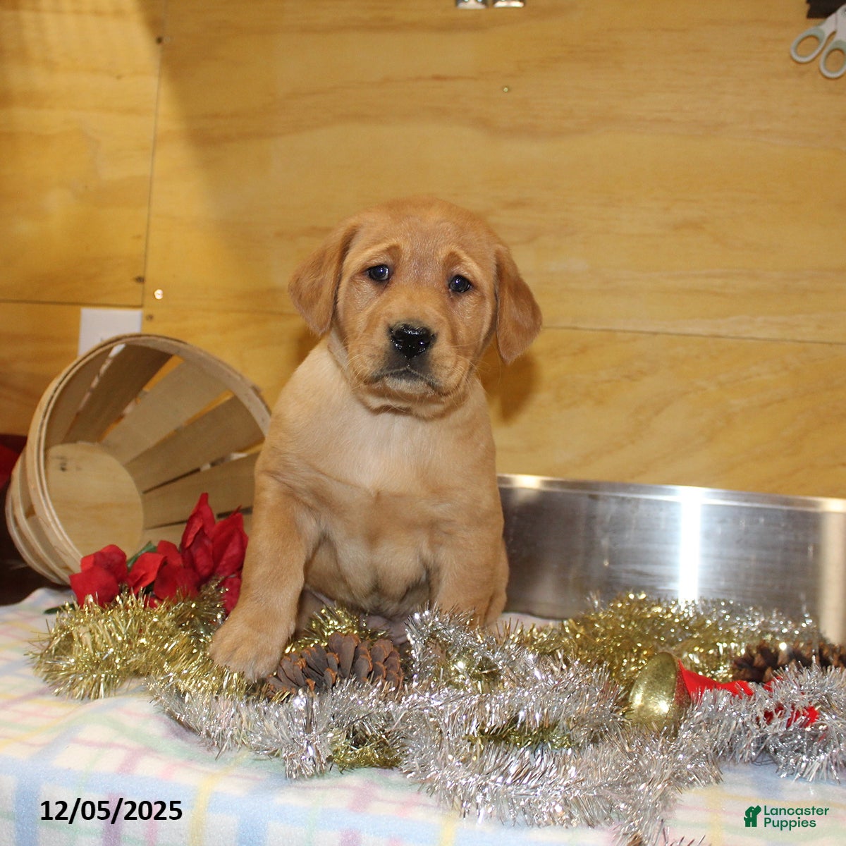 Goldador dogs Twinkle - Ad 7