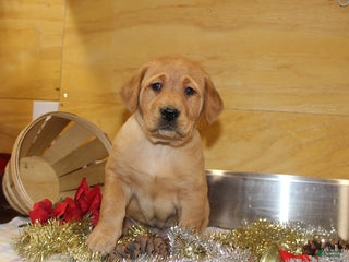 Goldador dogs Twinkle - Ad 10