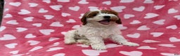 Cockapoo dogs for sale: Gumdrop  - Ad 9