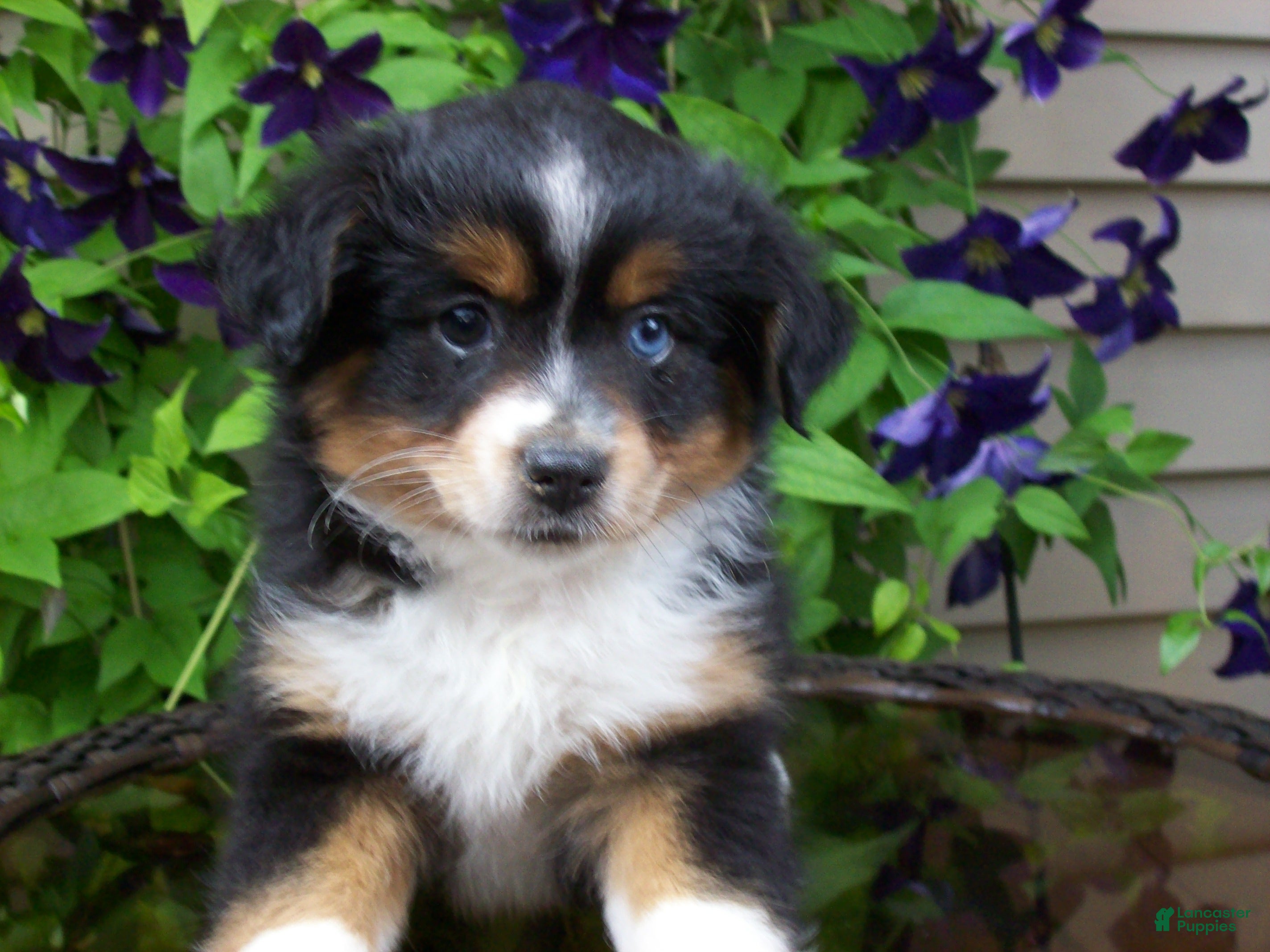 Miniature Australian Shepherd dogs Marley - Ad 2