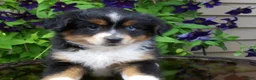 Miniature Australian Shepherd dogs for sale: Marley - Ad 2