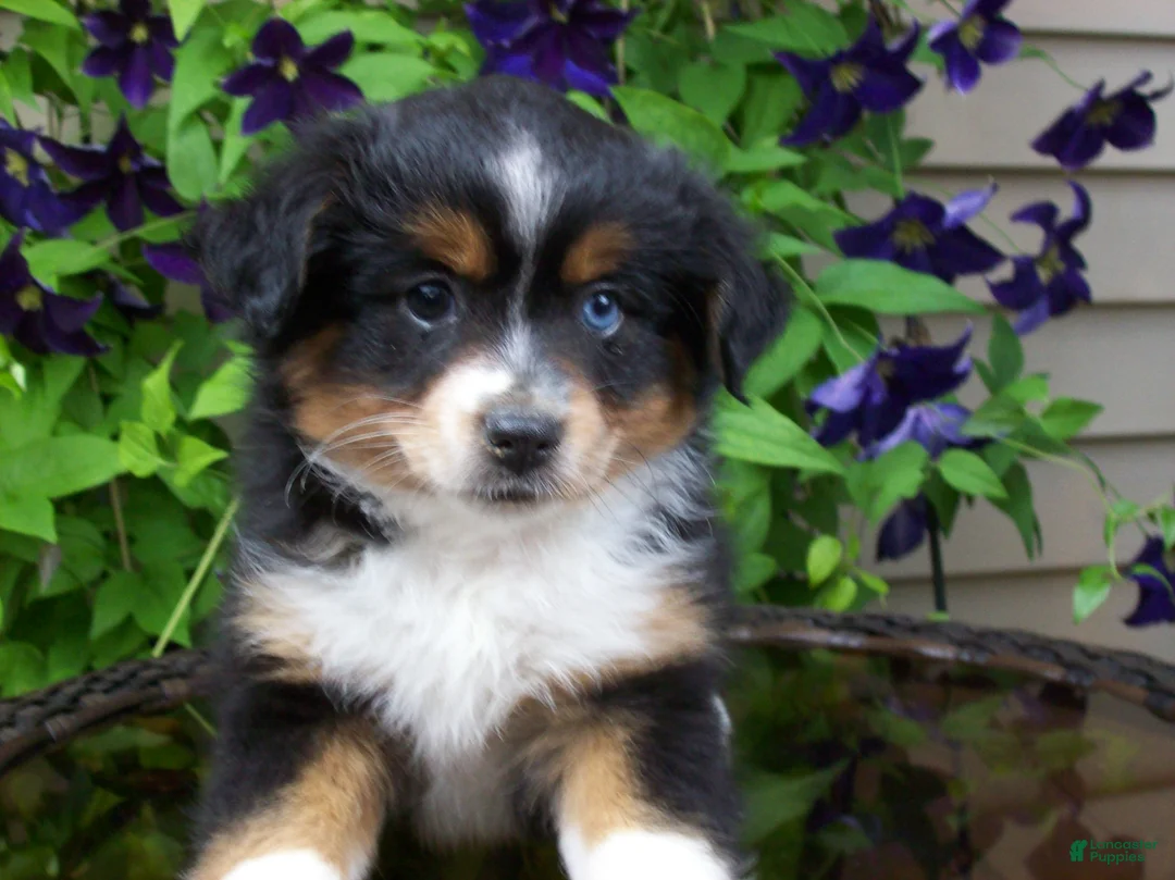 Miniature Australian Shepherd dogs for sale: Marley - Ad 2