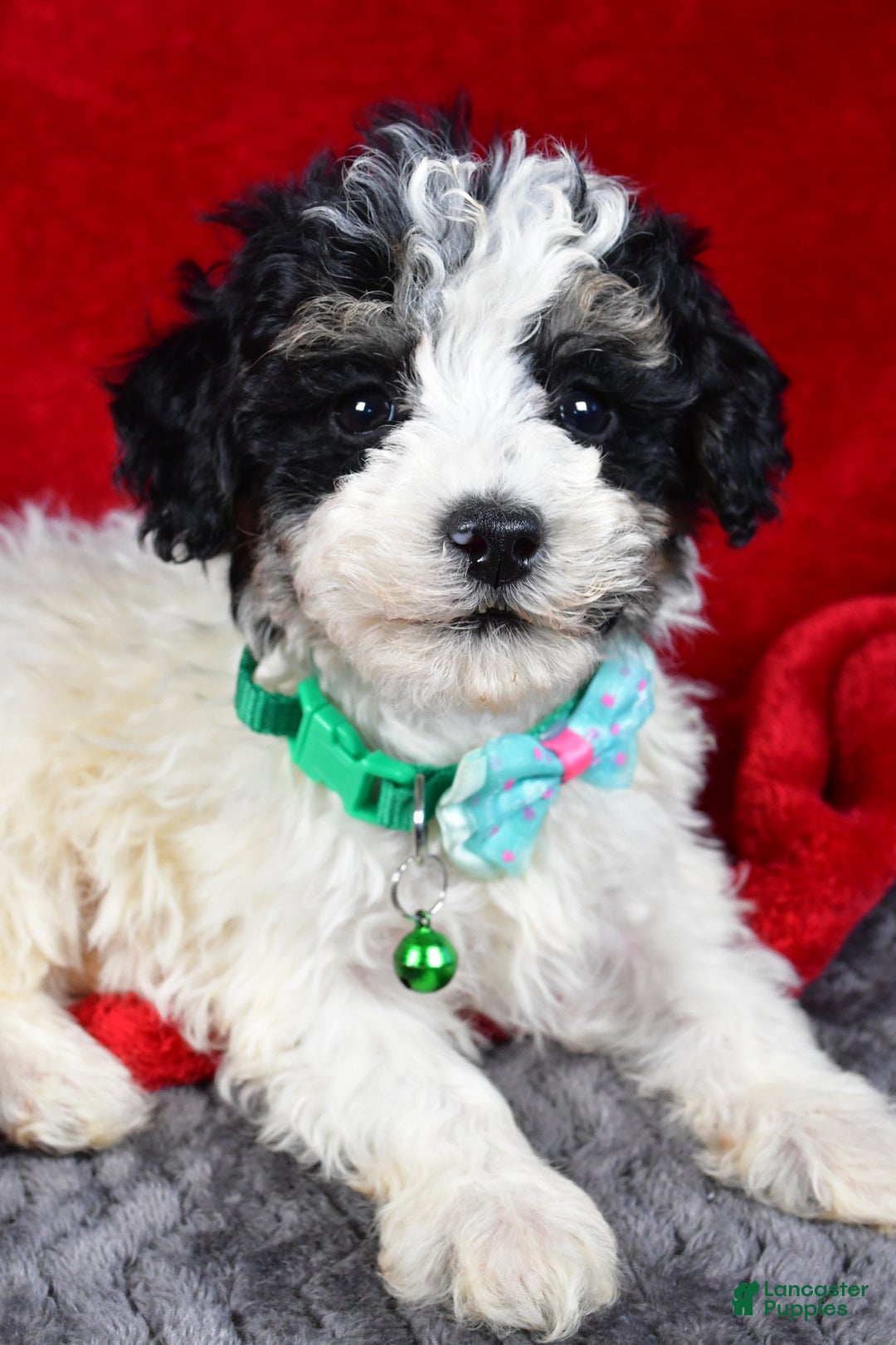Miniature Poodle dogs for sale: Elias - Ad 1