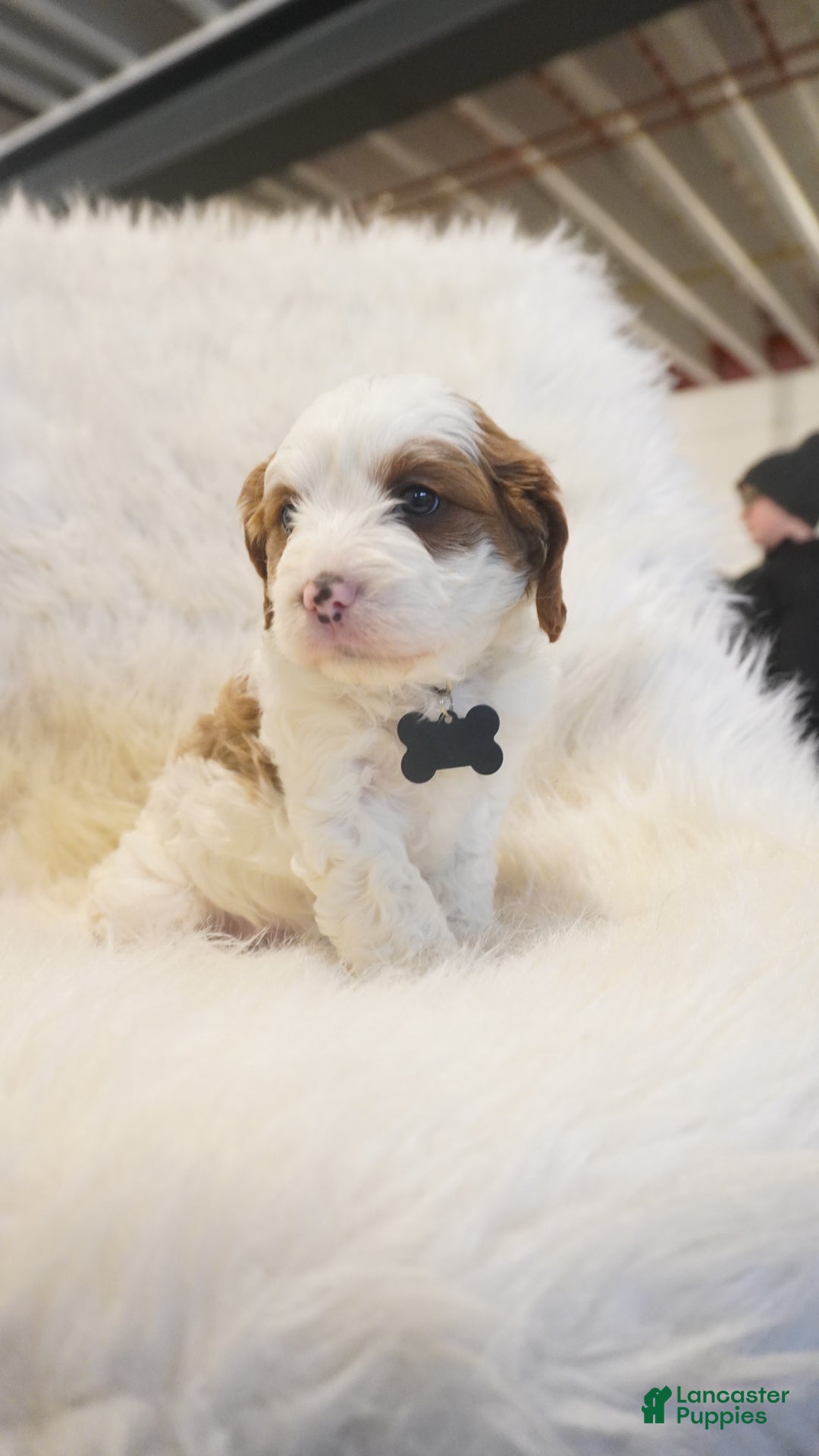 Cavapoo dogs for sale: Snowy  - Ad 13