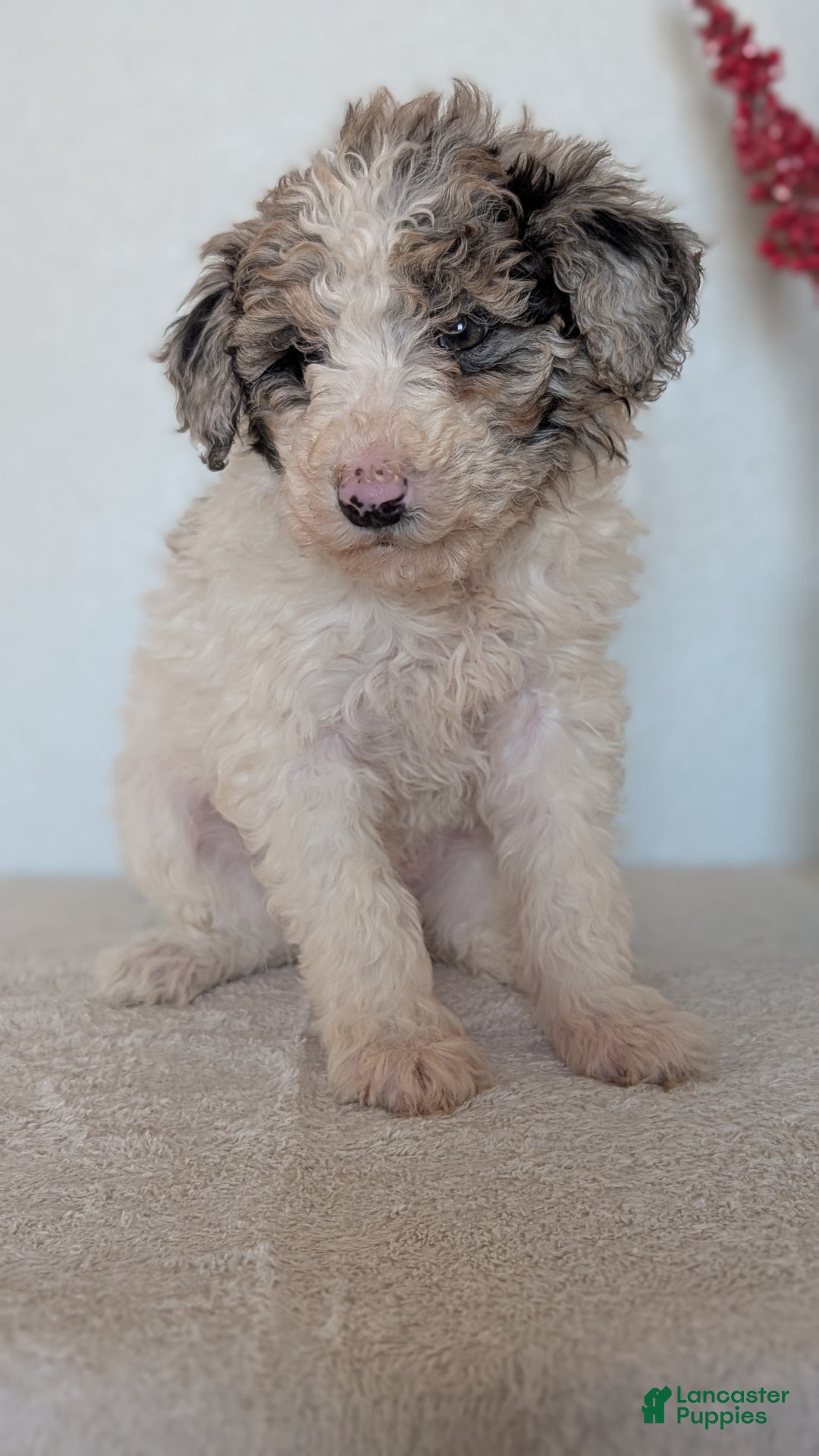 Mini Bernedoodle dogs for sale: Valerie  - Ad 4