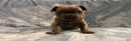 French Bulldog dogs for sale: French Bulldog 1 - Ad 4