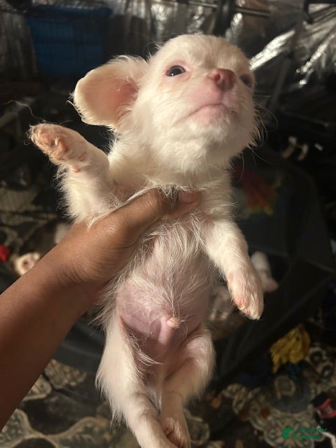 Pomchi dogs Pomchi Puppy 2 - Ad 3