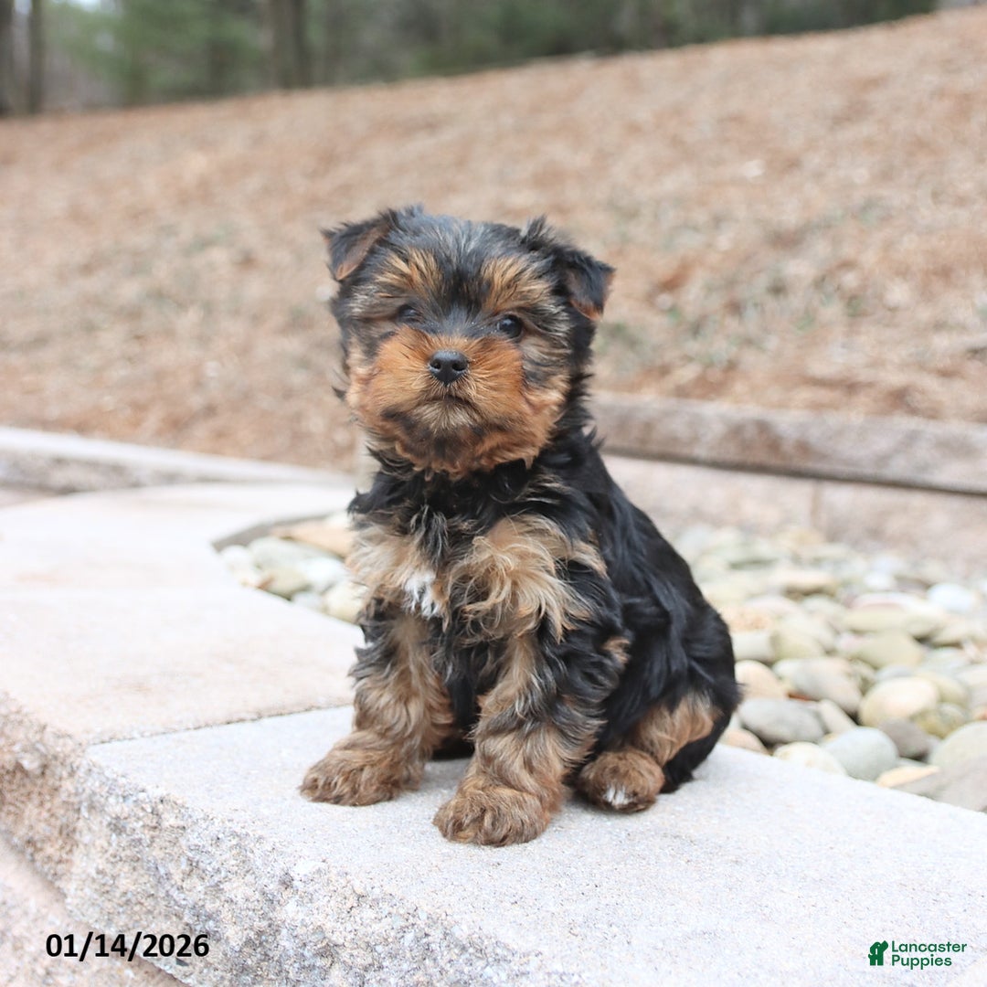 Yorkshire Terrier dogs for sale: Dolly - Ad 3
