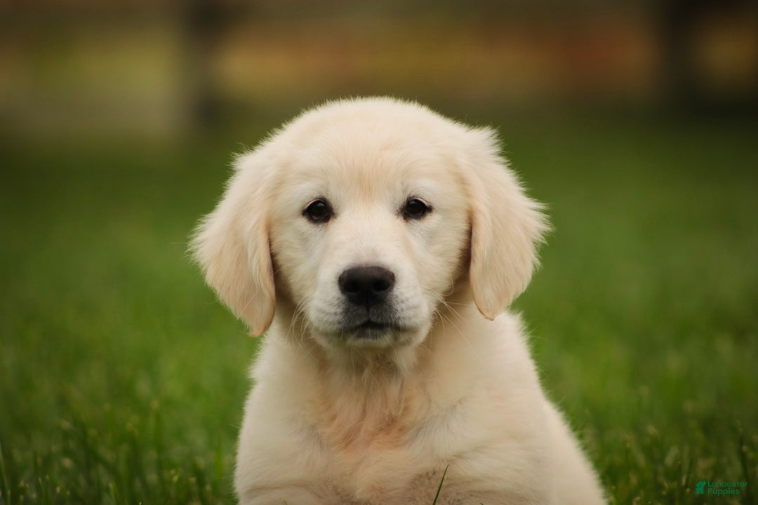 Golden Retriever dogs Chloe - AKC  - Ad 1