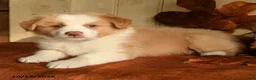 Australian Shepherd dogs for sale: Cinnamon - Ad 3