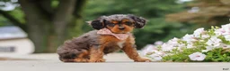 Cavapoo dogs for sale: Indy - Ad 9