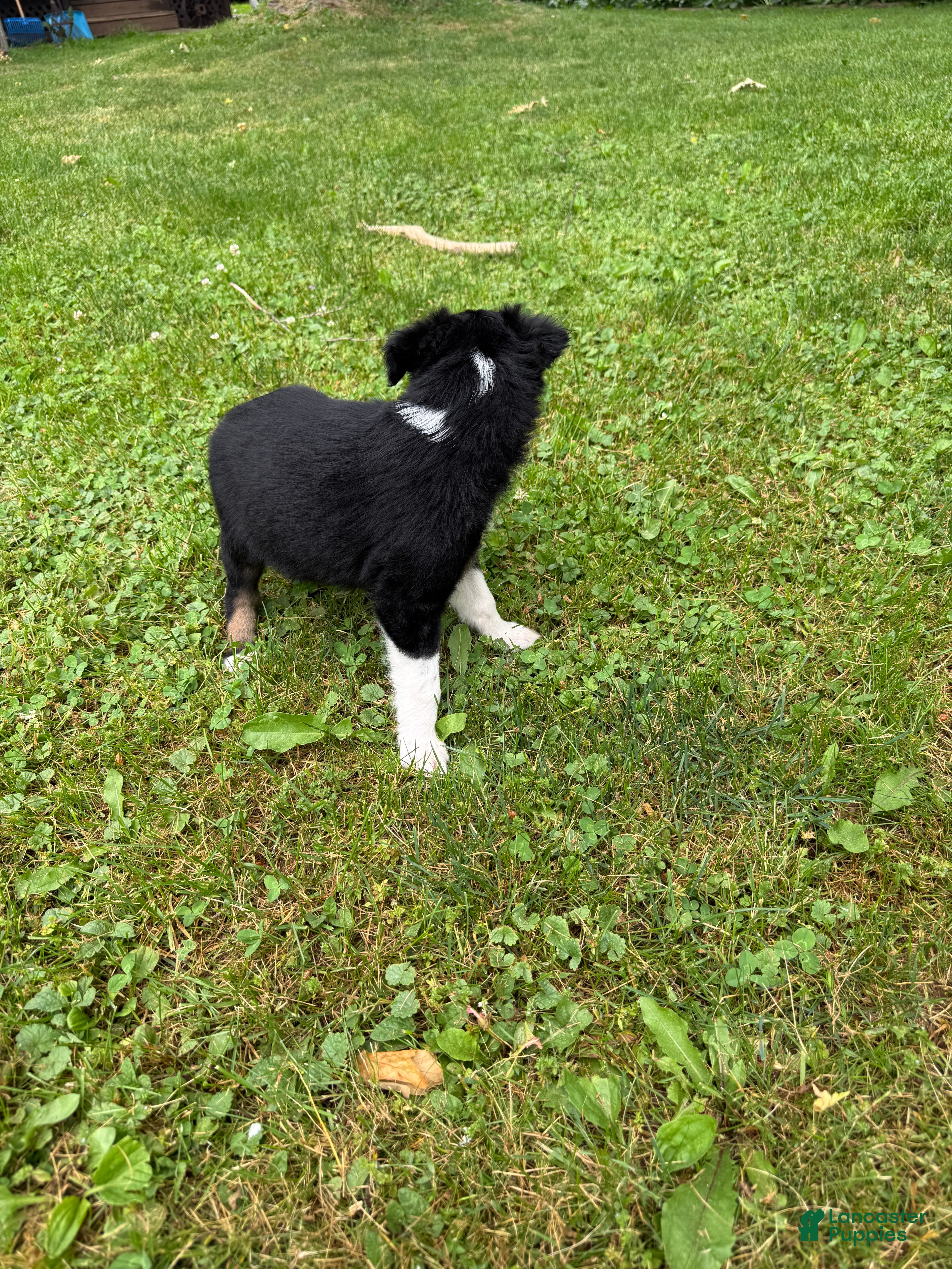 Australian Shepherd dogs Puppy 3 - Ad 41