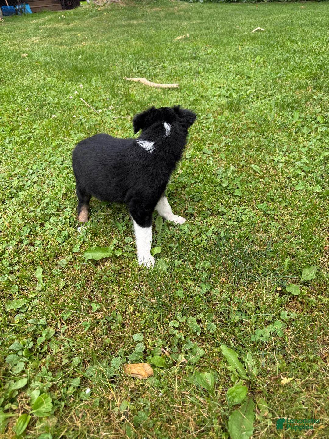 Australian Shepherd dogs for sale: Puppy 3 - Ad 1