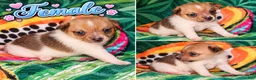 Jack Russell Terrier dogs for sale: Jack Russell Terrier 4 - Ad 12