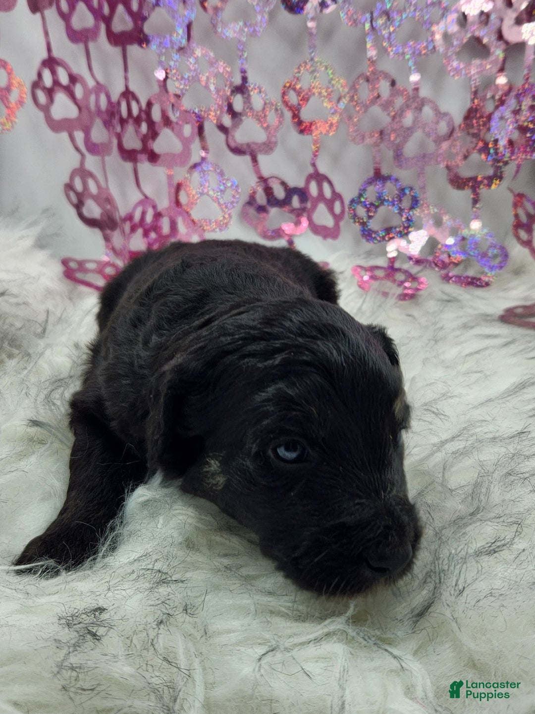 Mini Aussiedoodle dogs for sale: Mini Aussiedoodle Puppy 5 - Ad 7
