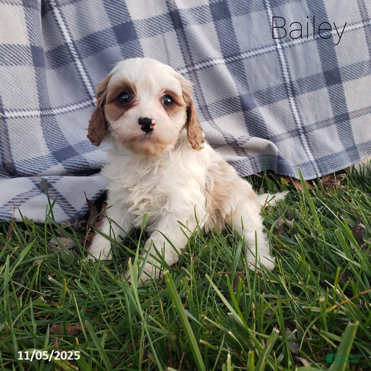 Cavapoo dogs Bailey - Ad 42