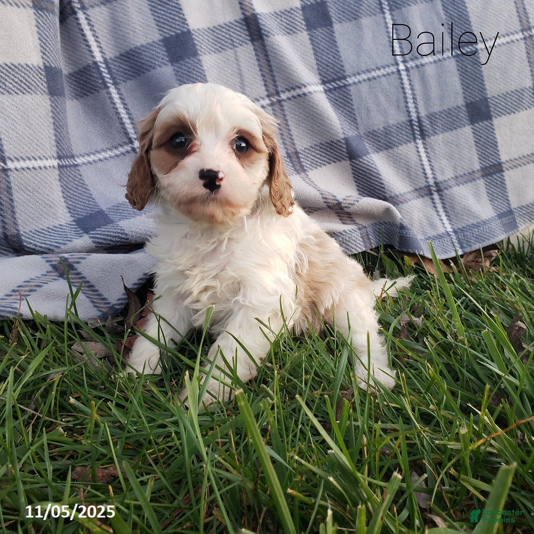 Cavapoo dogs for sale: Bailey - Ad 1