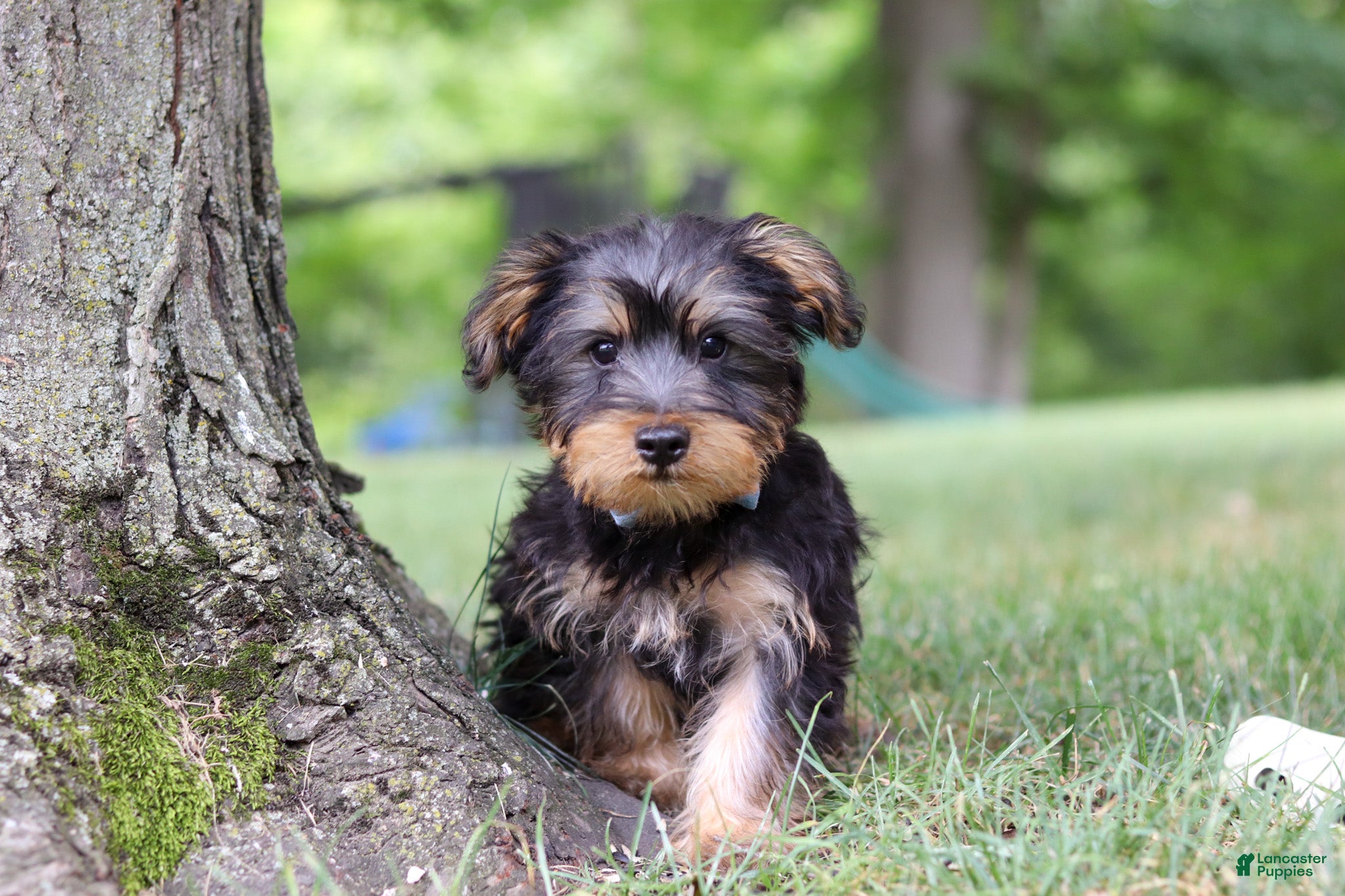 Yochon dogs Landon - Ad 2
