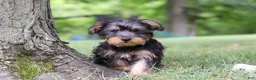 Yochon dogs for sale: Landon - Ad 2