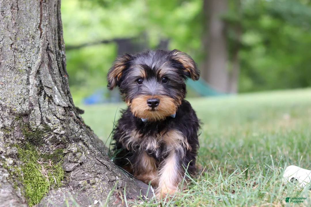 Yochon dogs for sale: Landon - Ad 2