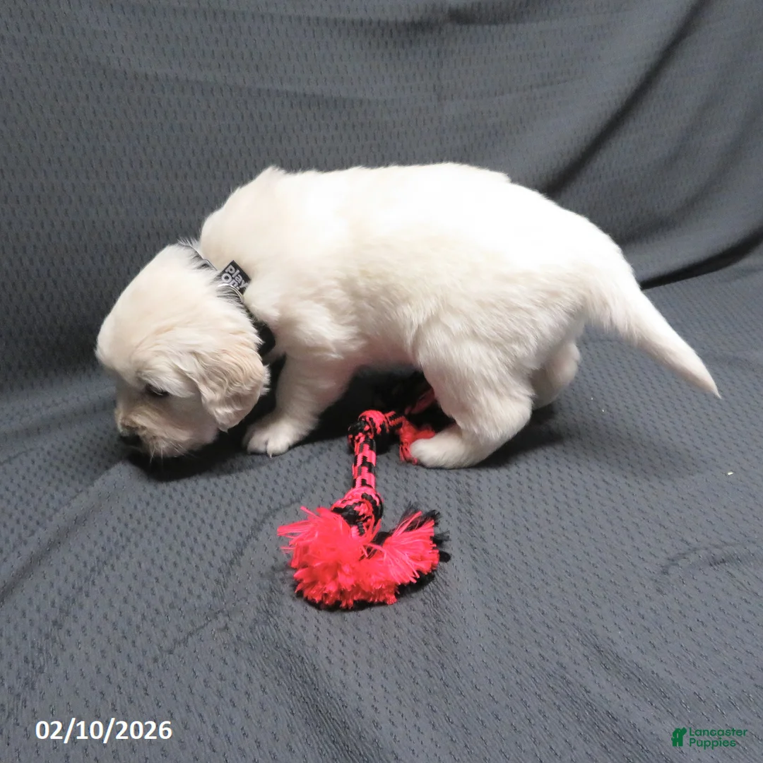 Golden Retriever dogs for sale: Snoopy - Ad 8