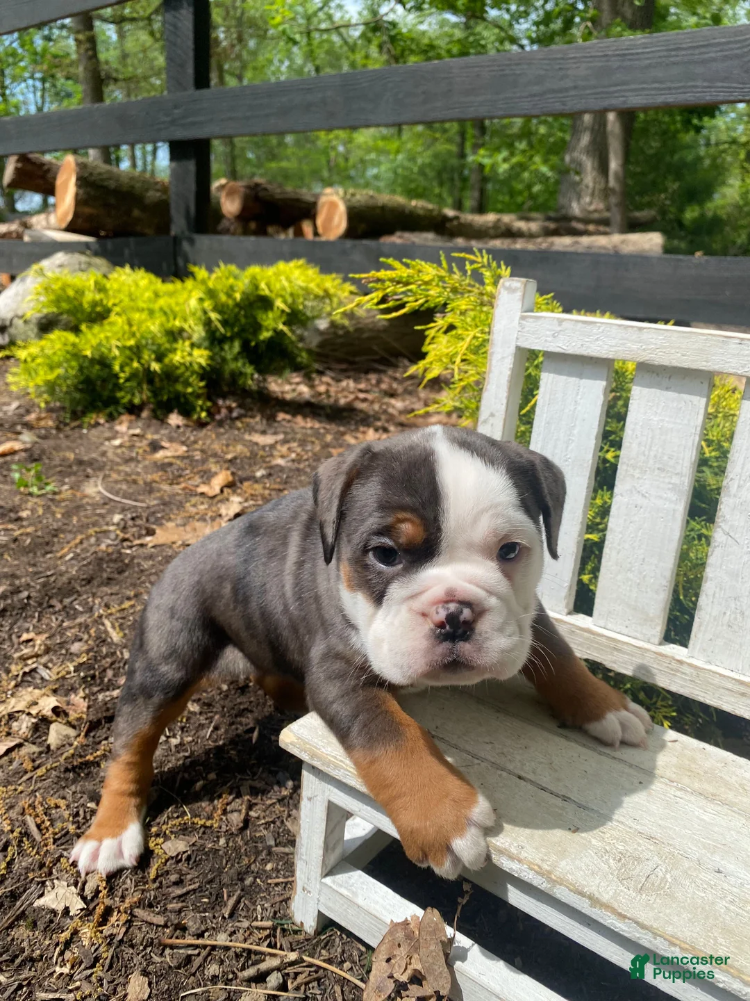 English Bulldog dogs for sale: Fiona - Ad 14