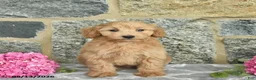 Maltipoo dogs for sale: Elmo  - Ad 3