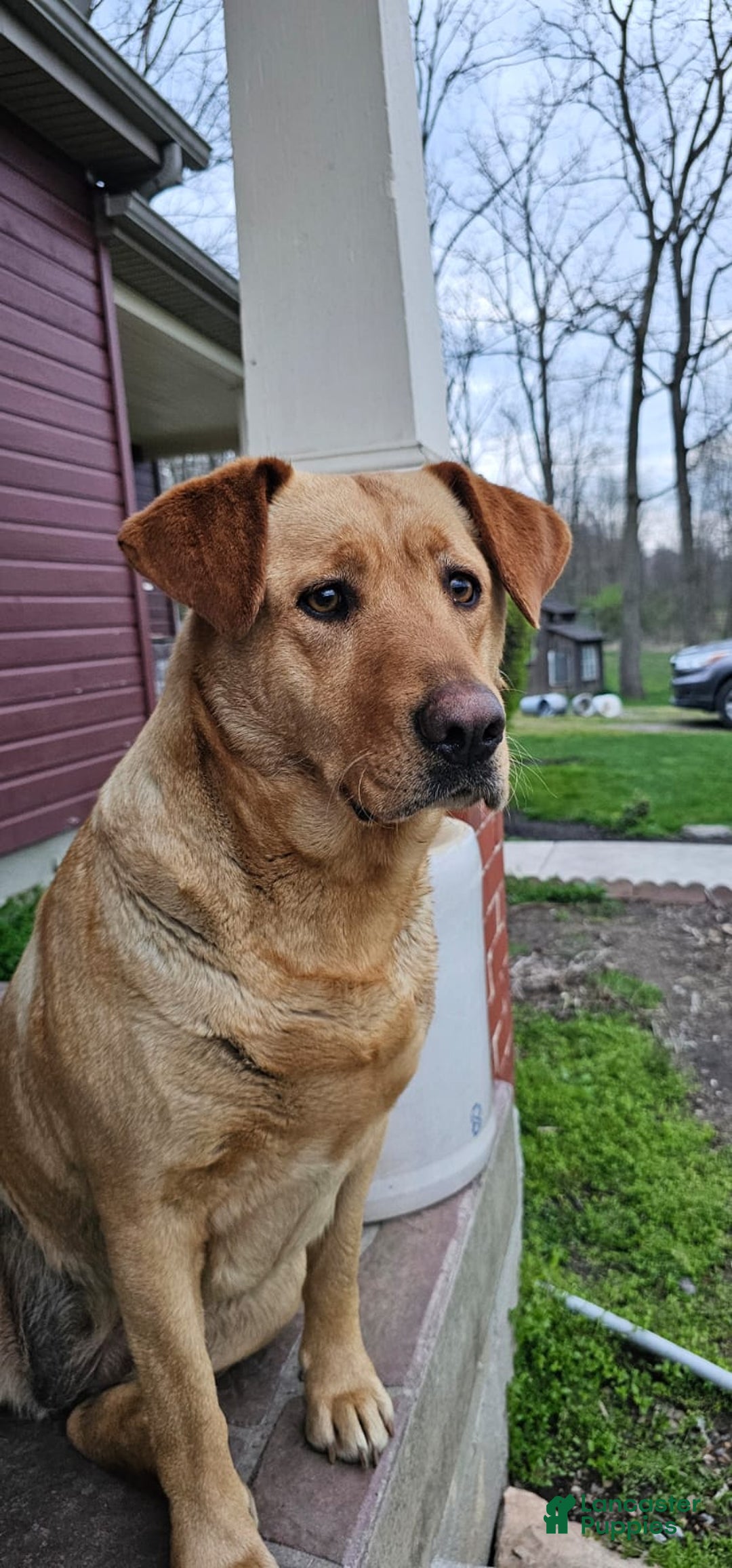 Labrador Retriever dogs for sale: Stella - Ad 7